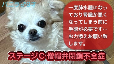僧帽弁閉鎖不全症の愛犬バニラの命を救うためご支援お願いいたします のトップ画像
