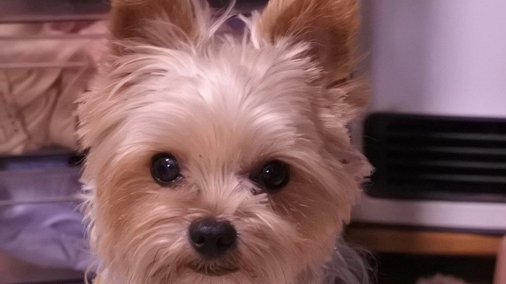 気管虚脱のキー太の命をつないで下さい。