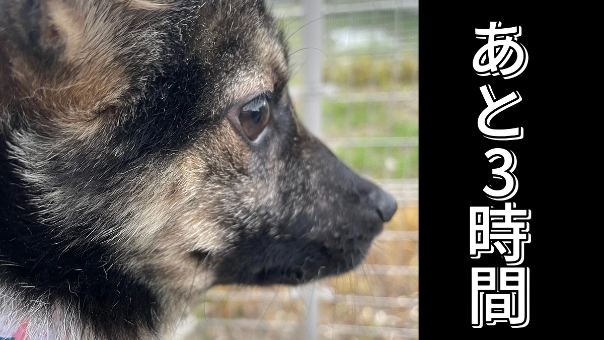 ⌛️あと3時間⌛️保護施設建設に向けて