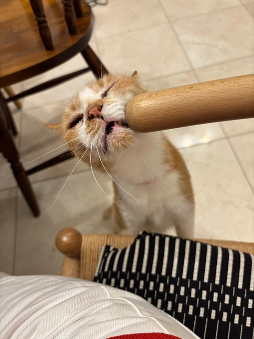 おニャン子クラブ ヒビりんちょ隊