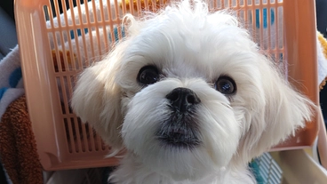 先天性門脈体循環シャントの治療費 のトップ画像