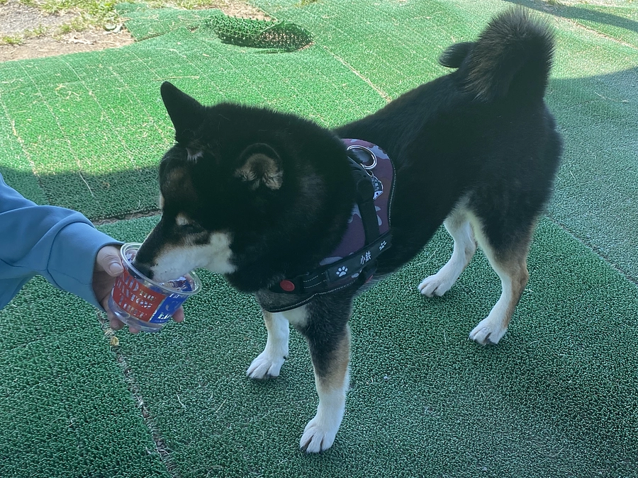 食欲低下と下痢