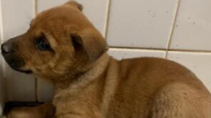 山口県から殺処分を無くす！