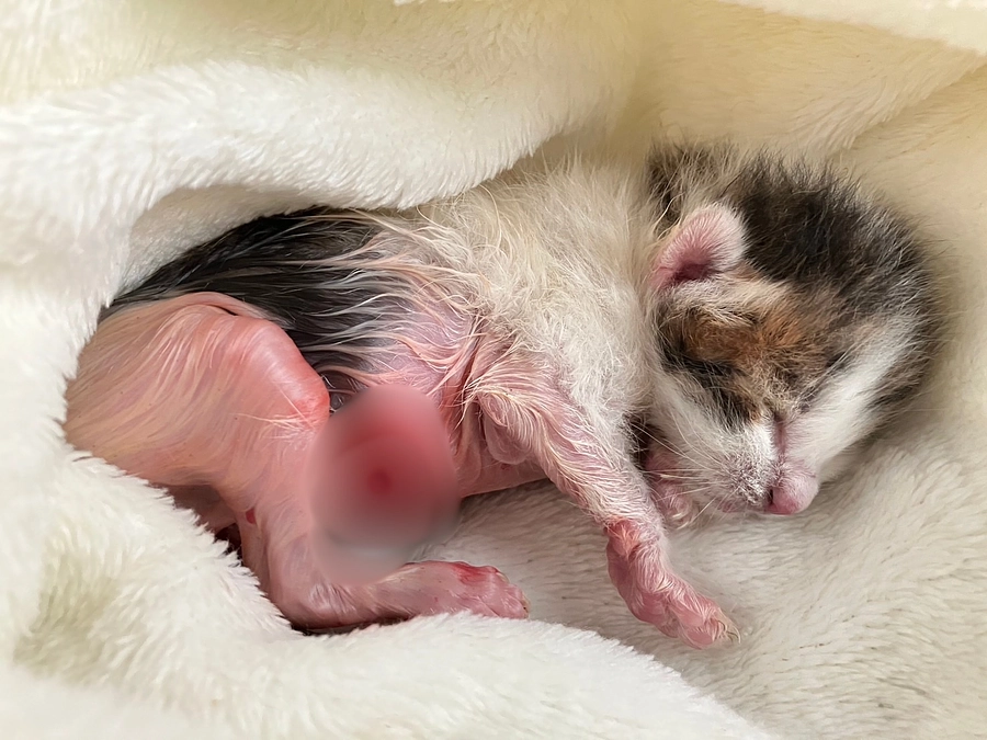 臍の緒が絡み合って、腸まで出てしまっていた6匹の乳飲み子たちのこと