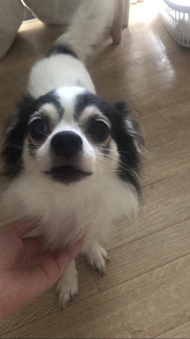 3種類のお薬(僧帽弁閉鎖不全症ステージC)