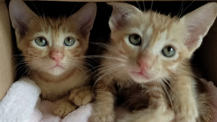 【命をつなぐ】バリ猫応援マンスリーサポーター募集!