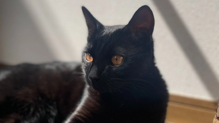 【リンパ腫】を発症した0歳のいすゞちゃんを助けてください！