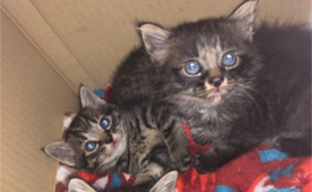 お礼のお手紙またはメール（2）