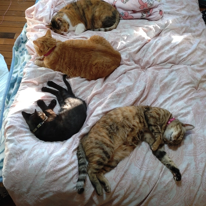 お姉ちゃん達に守られて⁉😸