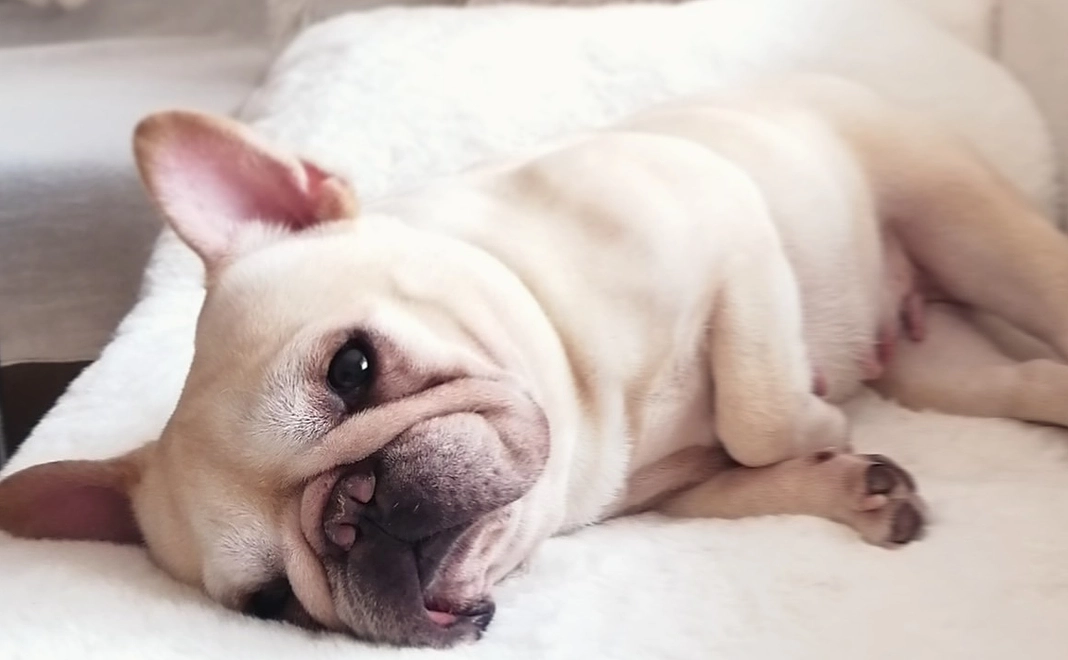 ぽんずのご支援ありがとうございます 1