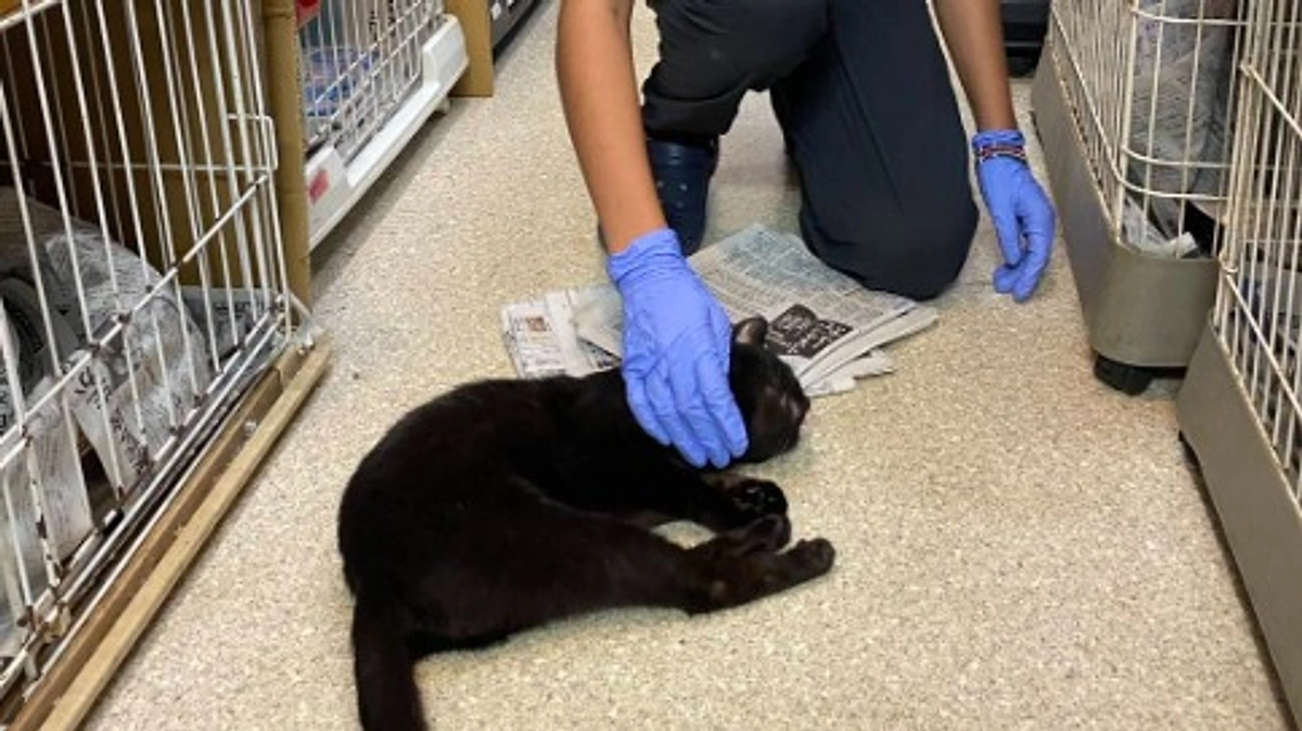 【メッセージリレー#２】ボランティアをされた2名からメッセージをいただきました。