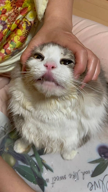 小梅ママ3度目の抗がん剤治療開始