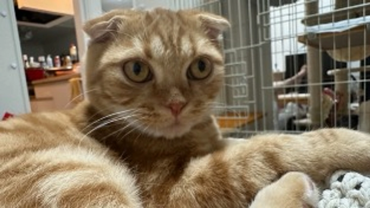 FIP経過観察11日目