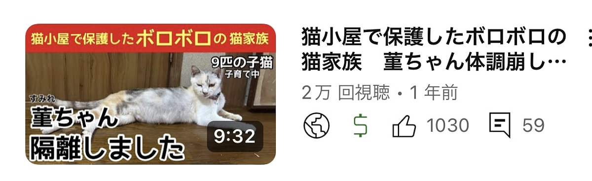 母猫 菫（すみれ）ちゃん体調崩しました