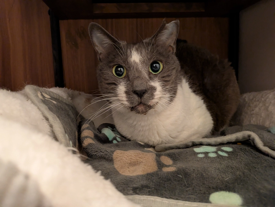 ［ひらりちゃん］虹の橋を渡りました