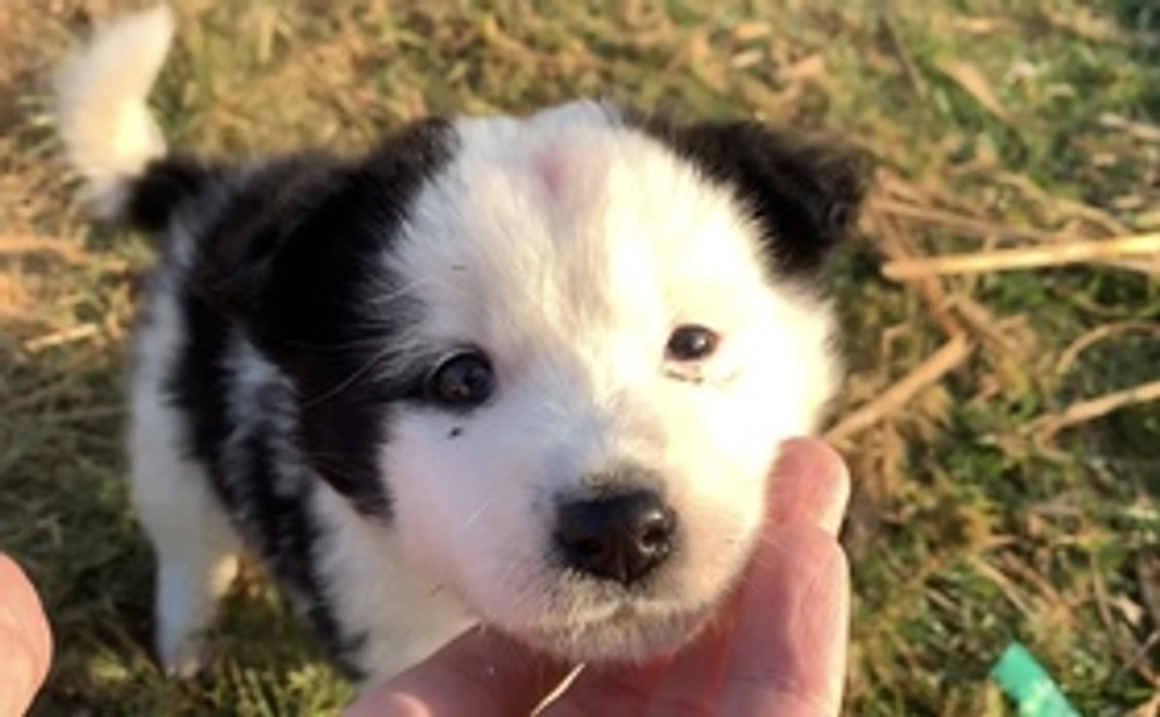 「飢餓状態のワンコにご飯を」コース