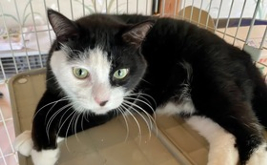 保護っ子応援！猫のコロちゃんコース