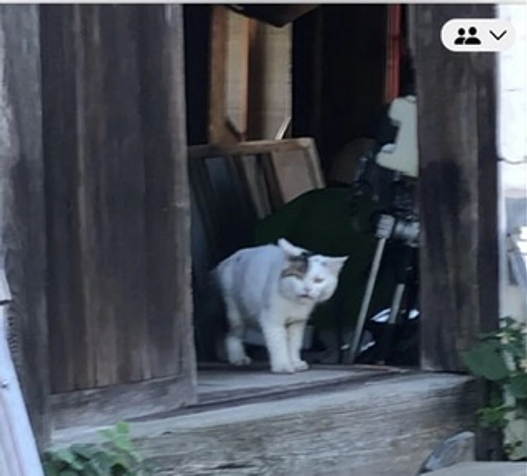 10日振りに姿を見せた猫が尻尾を失っていました