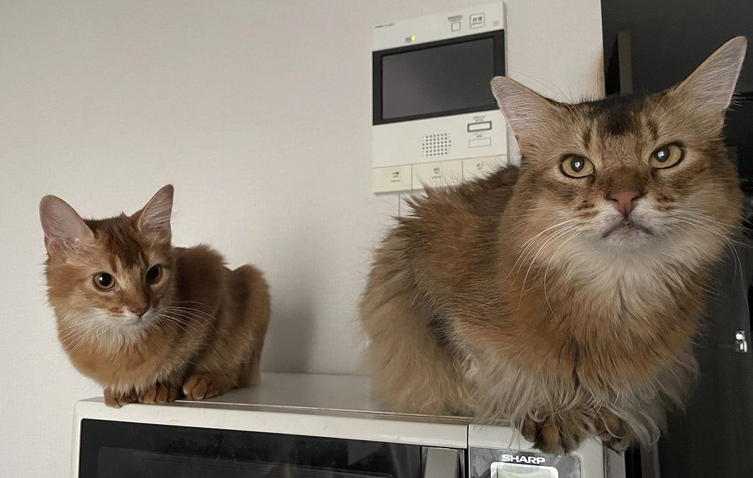 ★2023年10月29日：投薬40日目＆3回目の定期検査結果★