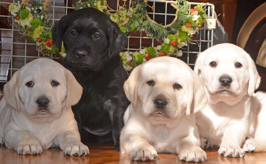 毎月1000円コース