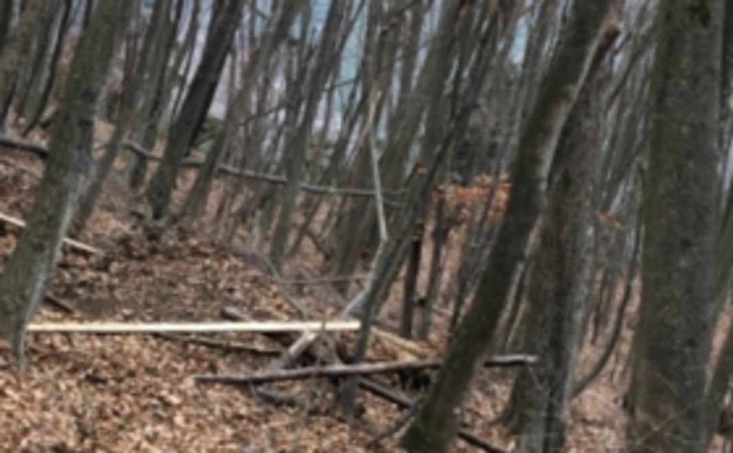 私の山で自由に遊ぶ権利(付与から1年間)