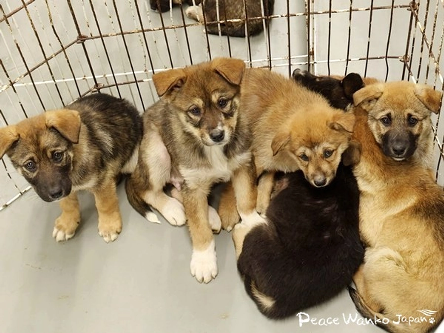 つながる命、広がる未来。官民連携で「殺処分ゼロ」へ！