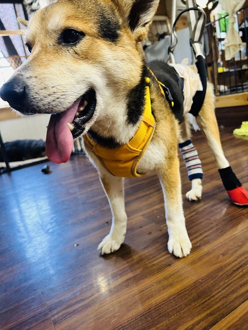 先日仲間入りしたタラちゃんのリハビリ風景