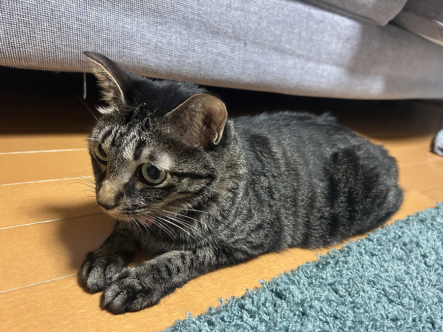 応援コメントに助けられます。