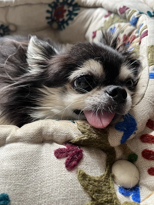 クラウドファンディング最終日になりました