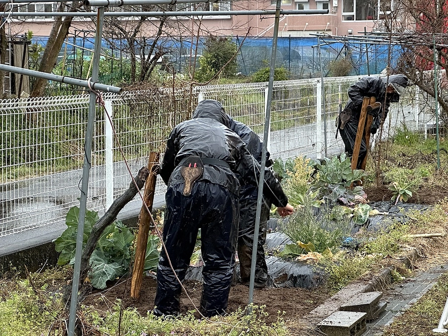 2024.3.23　桜植栽工事