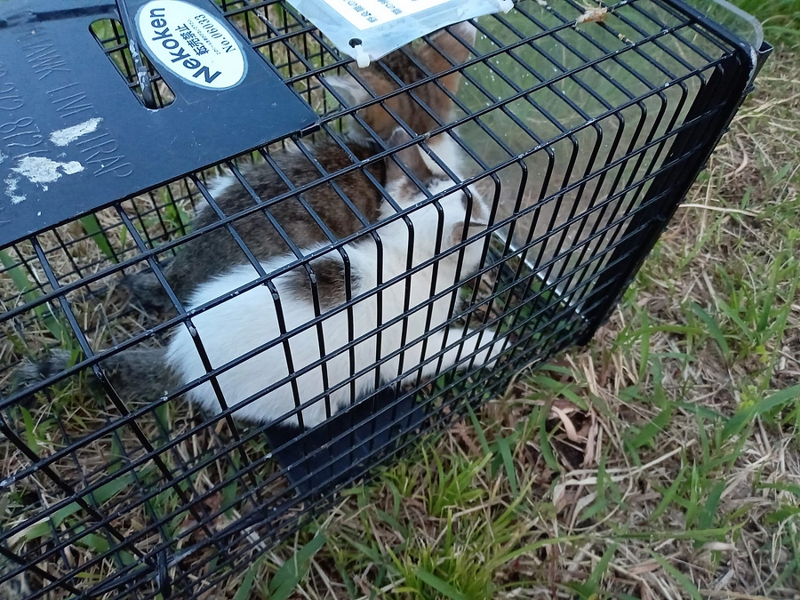 子猫2匹保護しました！残り3匹です。