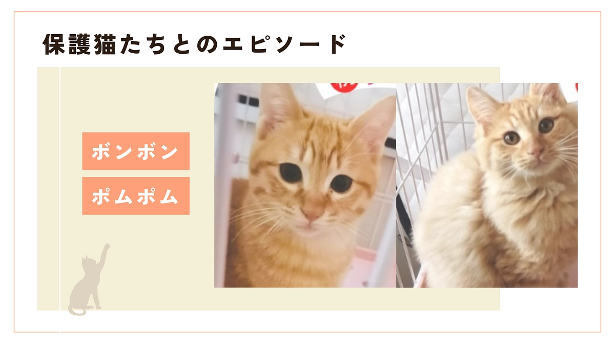 コンクリートの上で暮らしていたポムポム君とボンボン君のお家