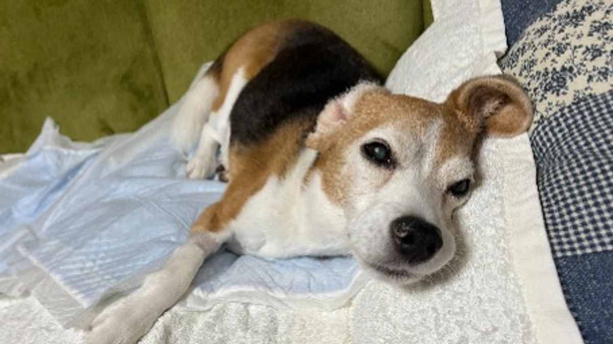 10/10 【ご報告】悪化に伴い急性胃腸炎から慢性腸症という診断名に変更になりました。