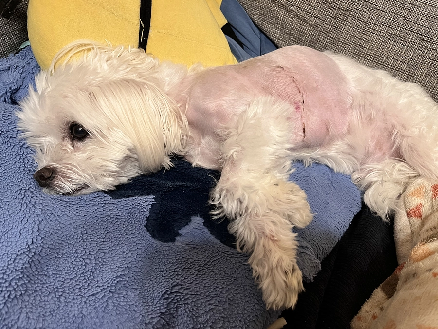 抜糸しました！