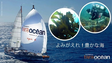 地球温暖化対策の希望｜ブルーカーボンの早急な大規模調査にご支援を！ のトップ画像