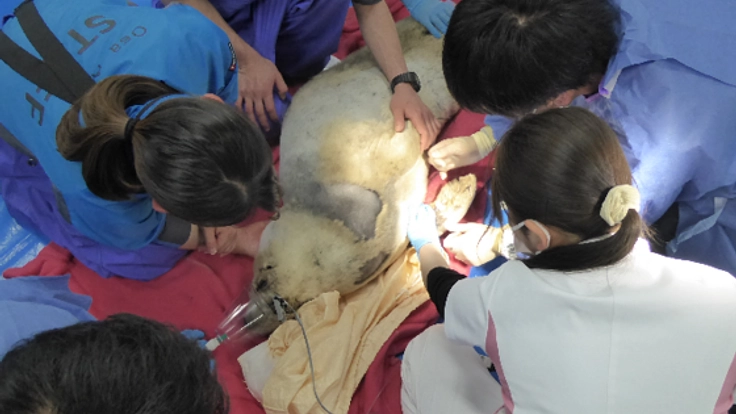 希少な動物たちを救うため最高のどうぶつ医療チームを作りたい