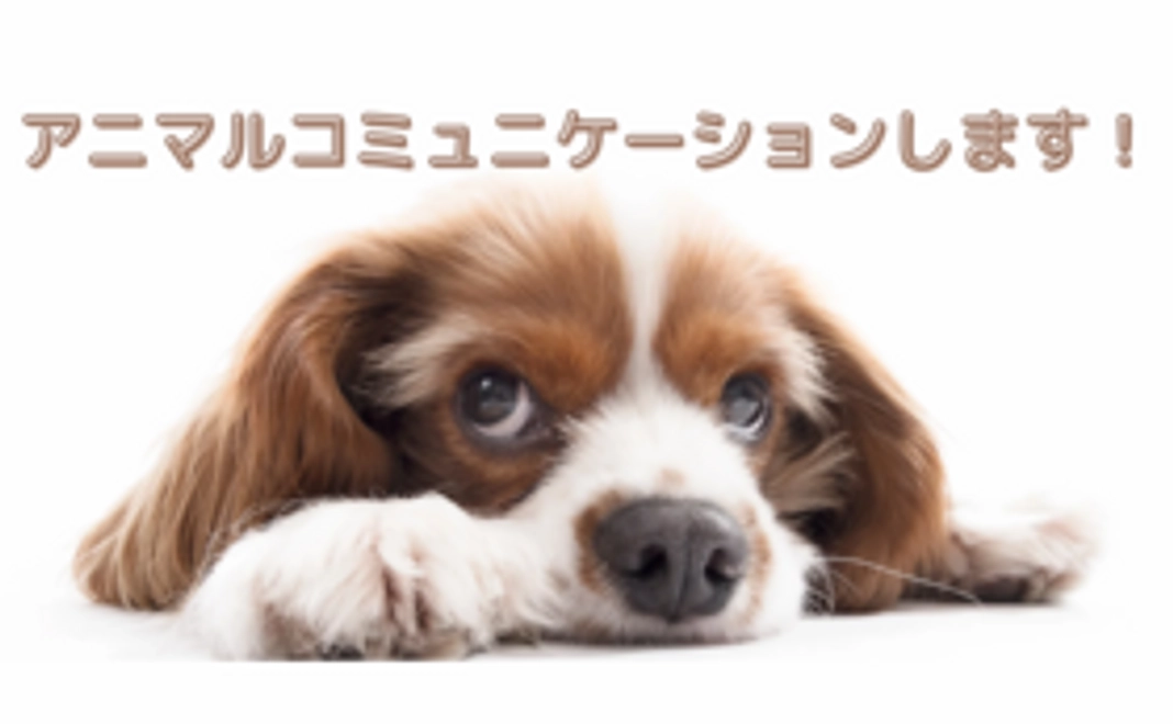 動物たちとお話しします　1匹まで