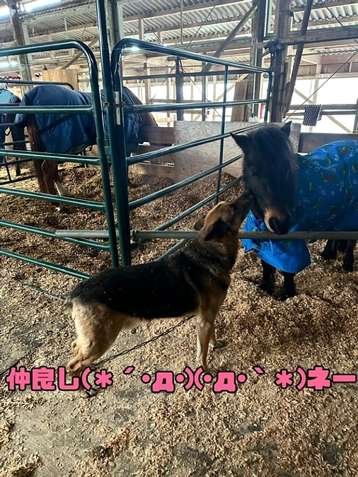 馬🏇✨️と番犬リク🐕の紹介 その②
