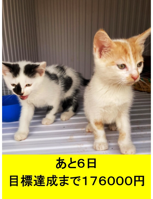 残りあとわずか、シェルター建設をサポートしてください