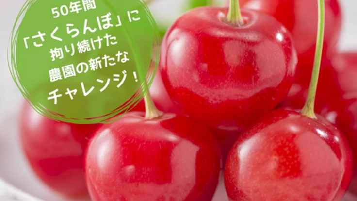 ５０年間さくらんぼに拘り続けた農園の新たなチャレンジにお力を