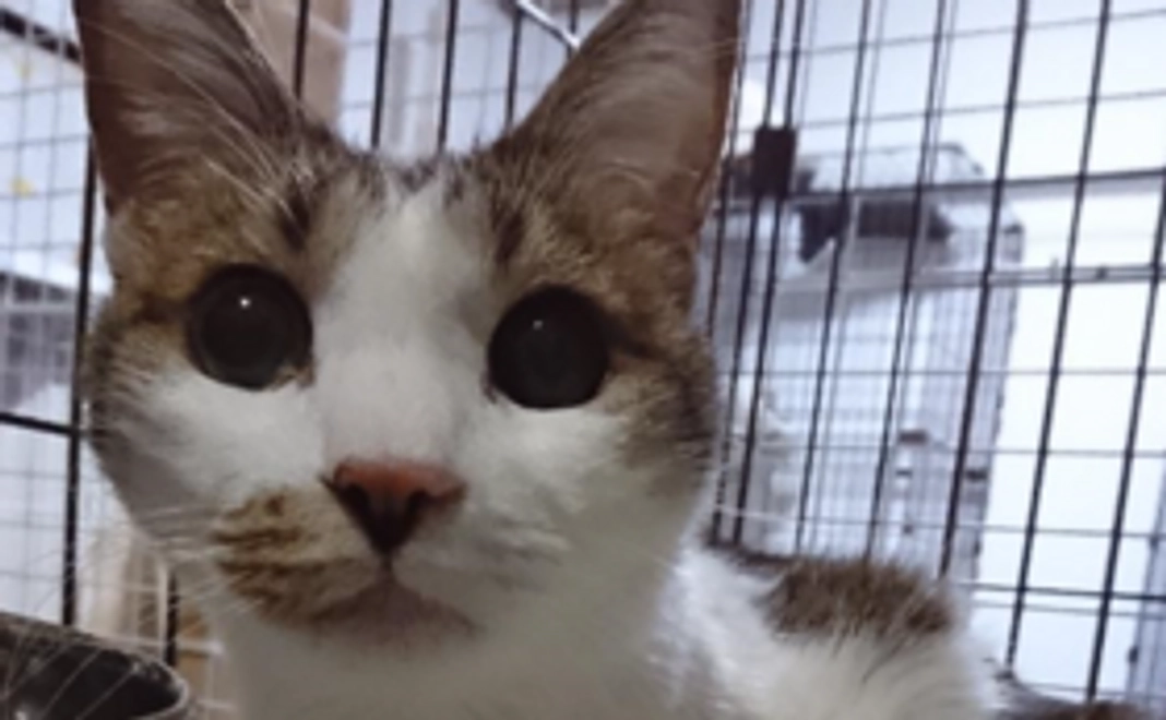 ぶちくんに会える猫スペースファズ利用券