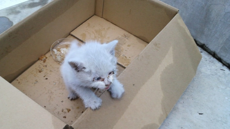 生後間もない子猫の命を繋ぐ。京都に子猫の初期医療を届けるしくみを 3枚目