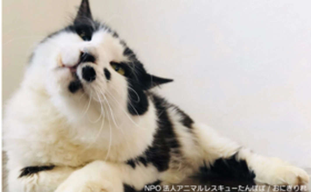 当団体の保護猫・保護犬たちのポストカード 3枚