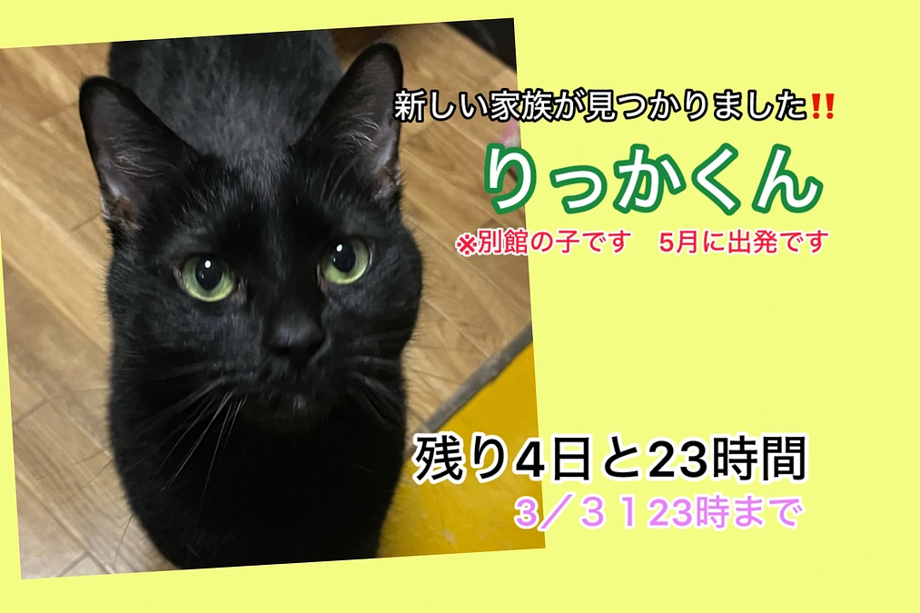 お布団におしっこ問題と洗濯方法（3/26 残り４日と23時間）