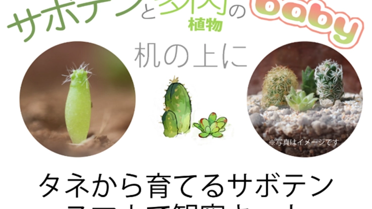 【サボテンを種から育てる！】観察キット！【サボテンの産毛】