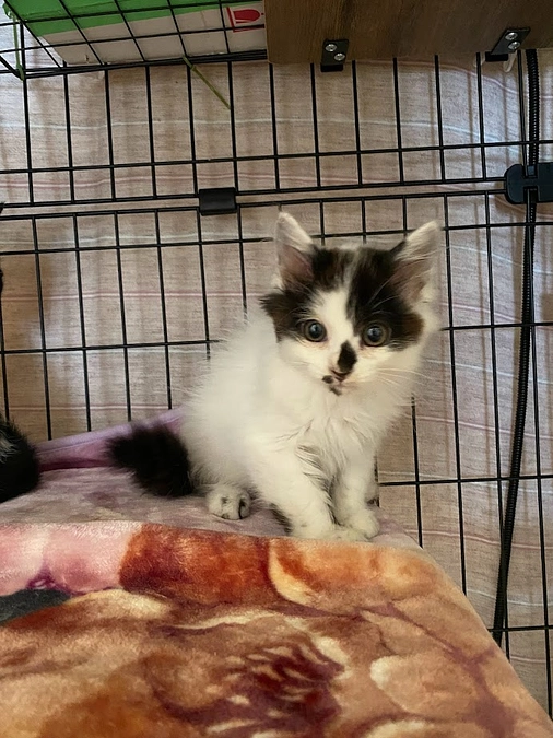 ☆子猫わんさかやってきました！☆彡