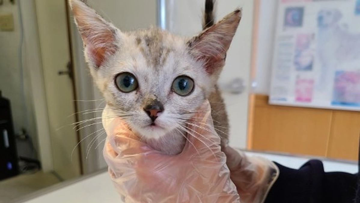 【残り28時間・62.1万円で達成です⭐️】酷い皮膚病の状態で遺棄されていた8頭を緊急保護しました③