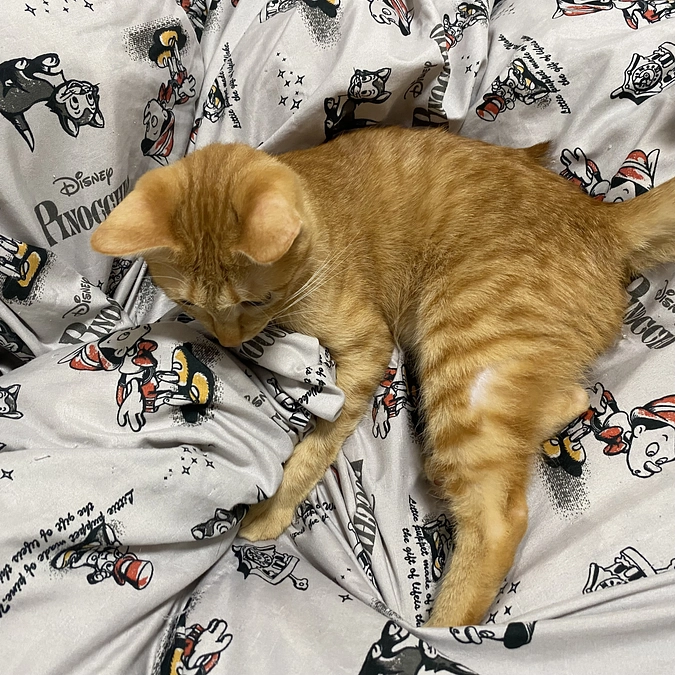 今日のモカ（投薬78日目）🐱⭐️