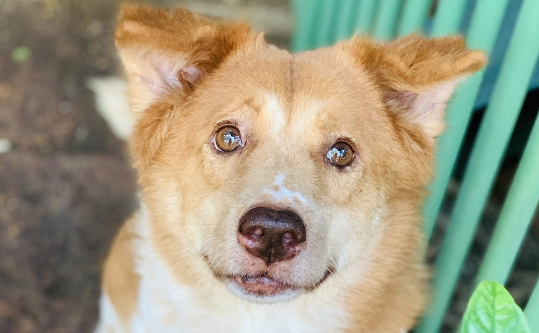 お散歩3000歩コース