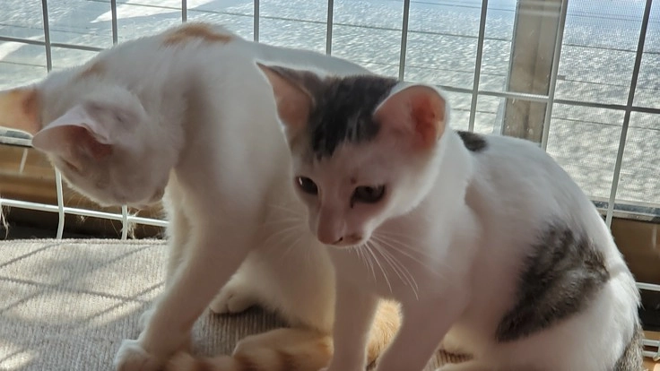 FIPになった兄弟に生きる希望を下さい。